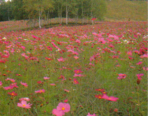 cosmos