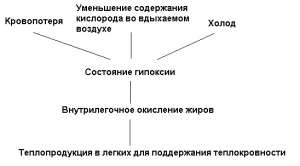 Рис. 9. Схема запуска внутрилегочного термогенеза по К.С. Тринчеру (1991)